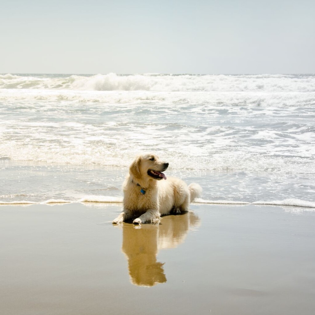 Pooch friendly beaches